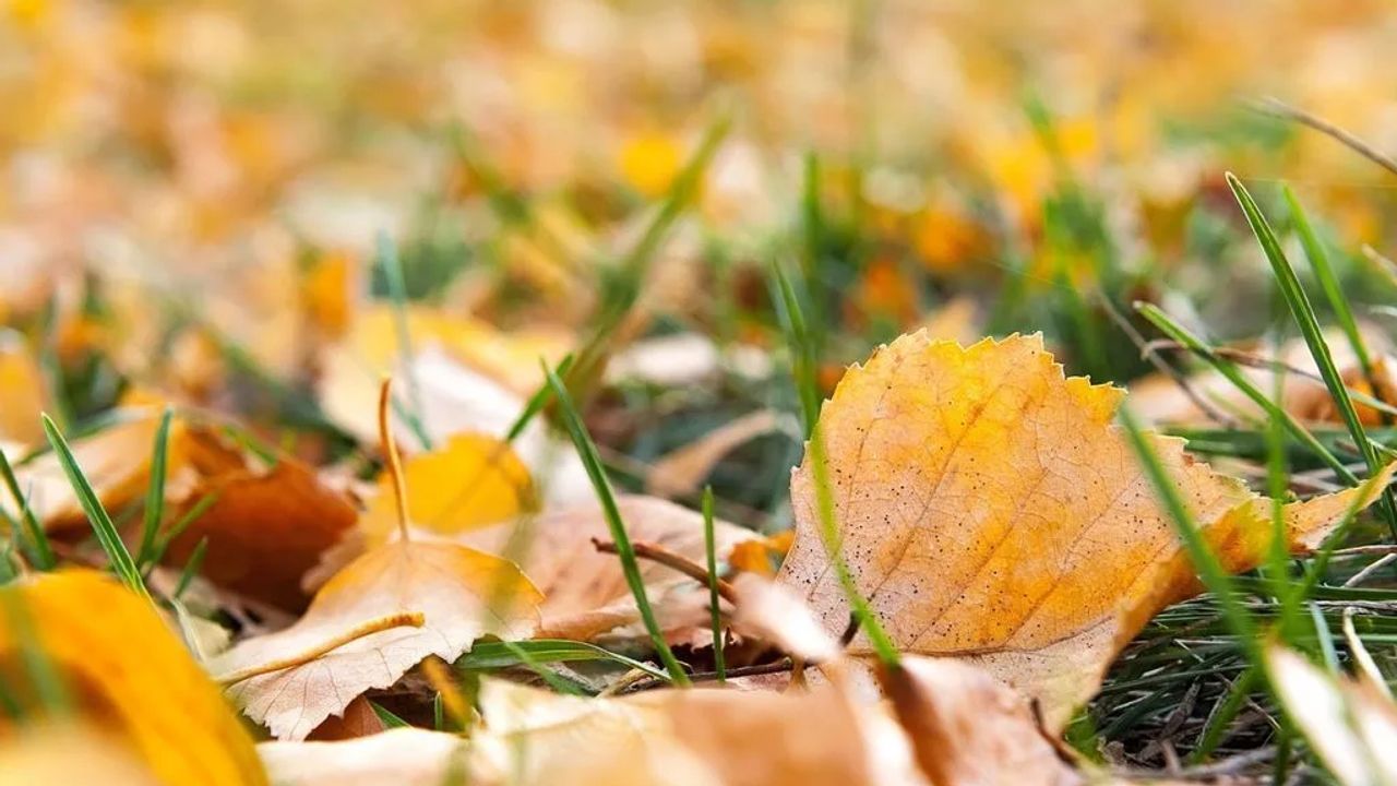 Reusing Autumn Leaves