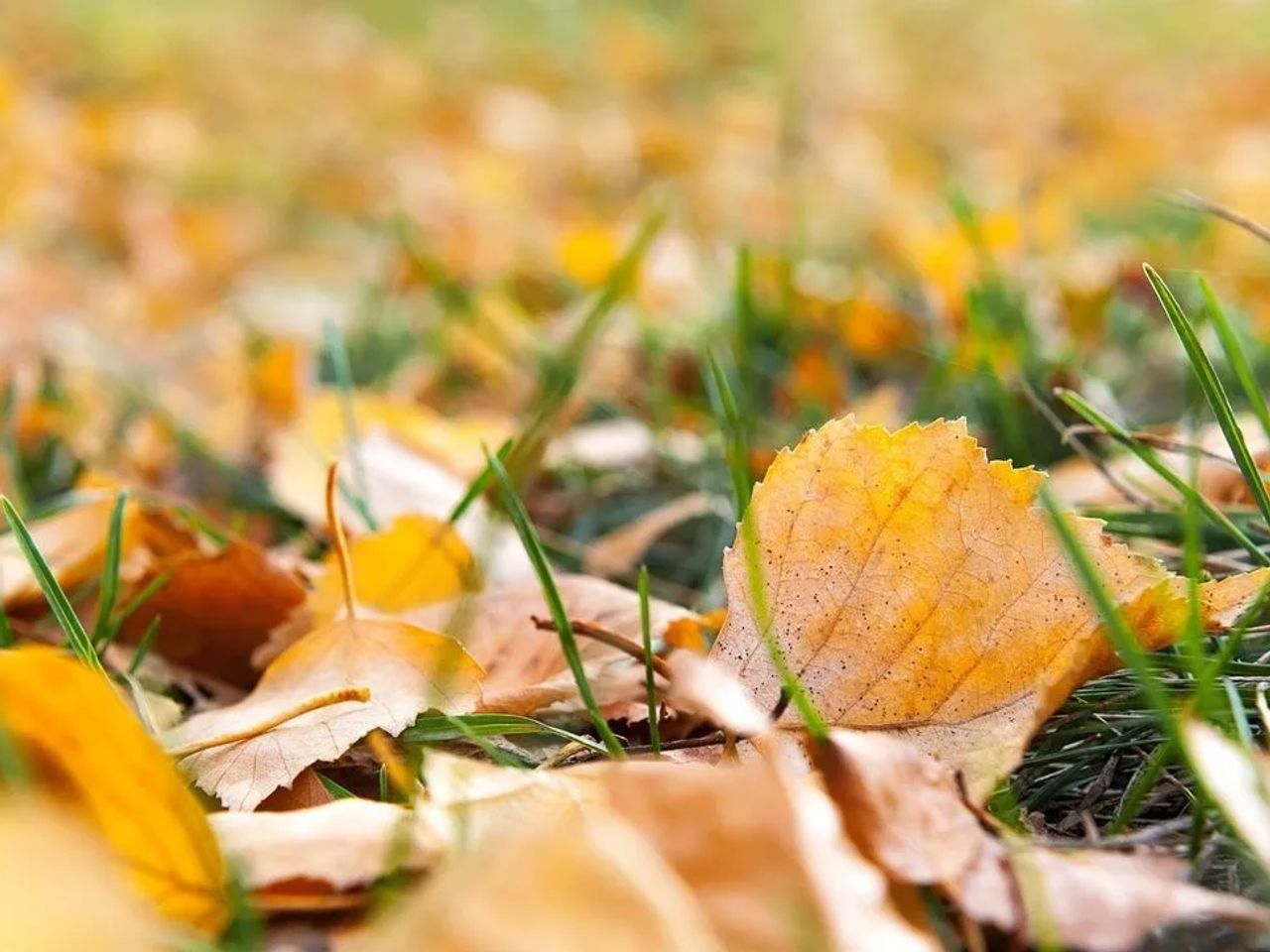 Reusing Autumn Leaves
