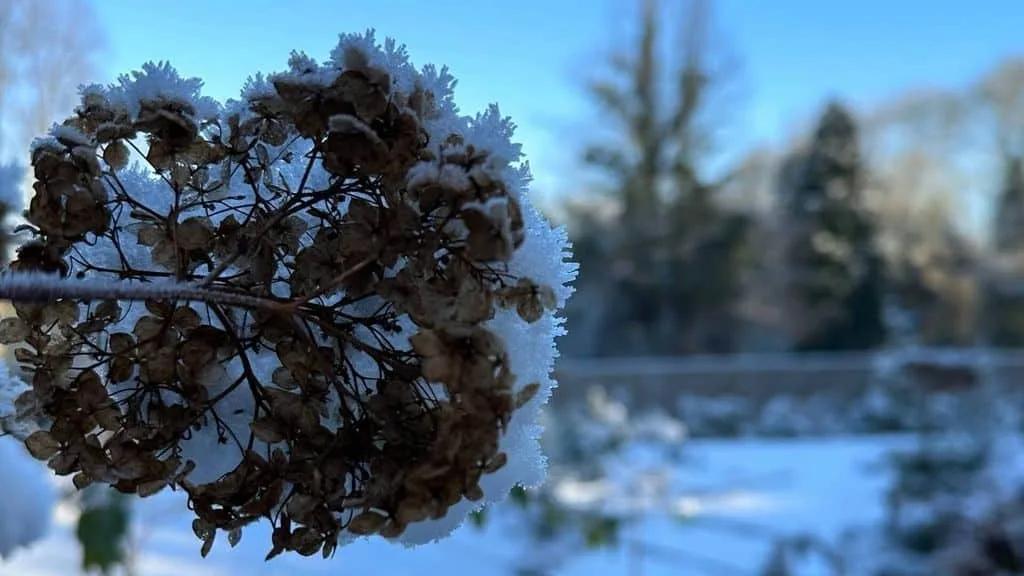 Preparing Your Garden for Optimal Growth: Winter Pruning