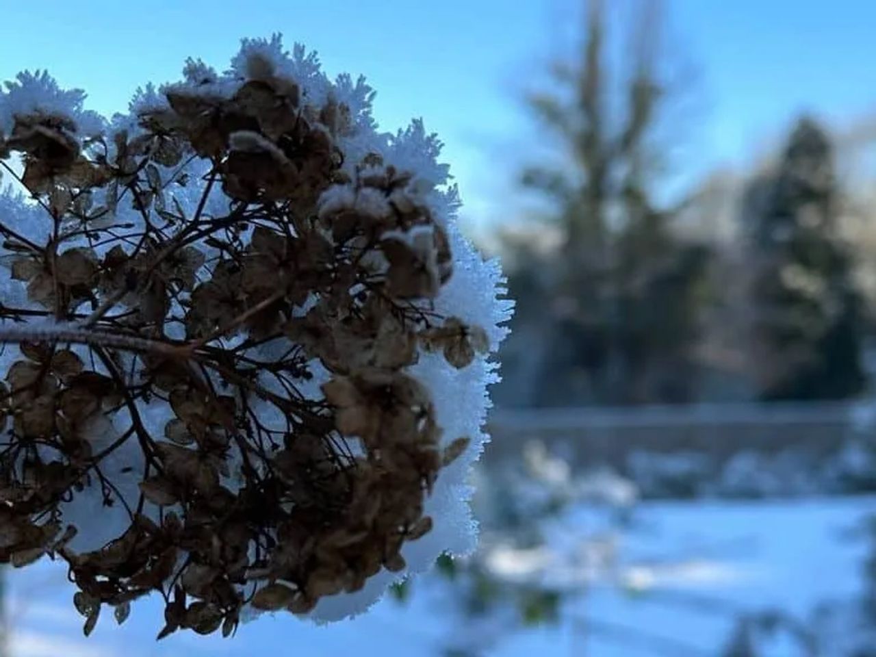 Preparing Your Garden for Optimal Growth: Winter Pruning