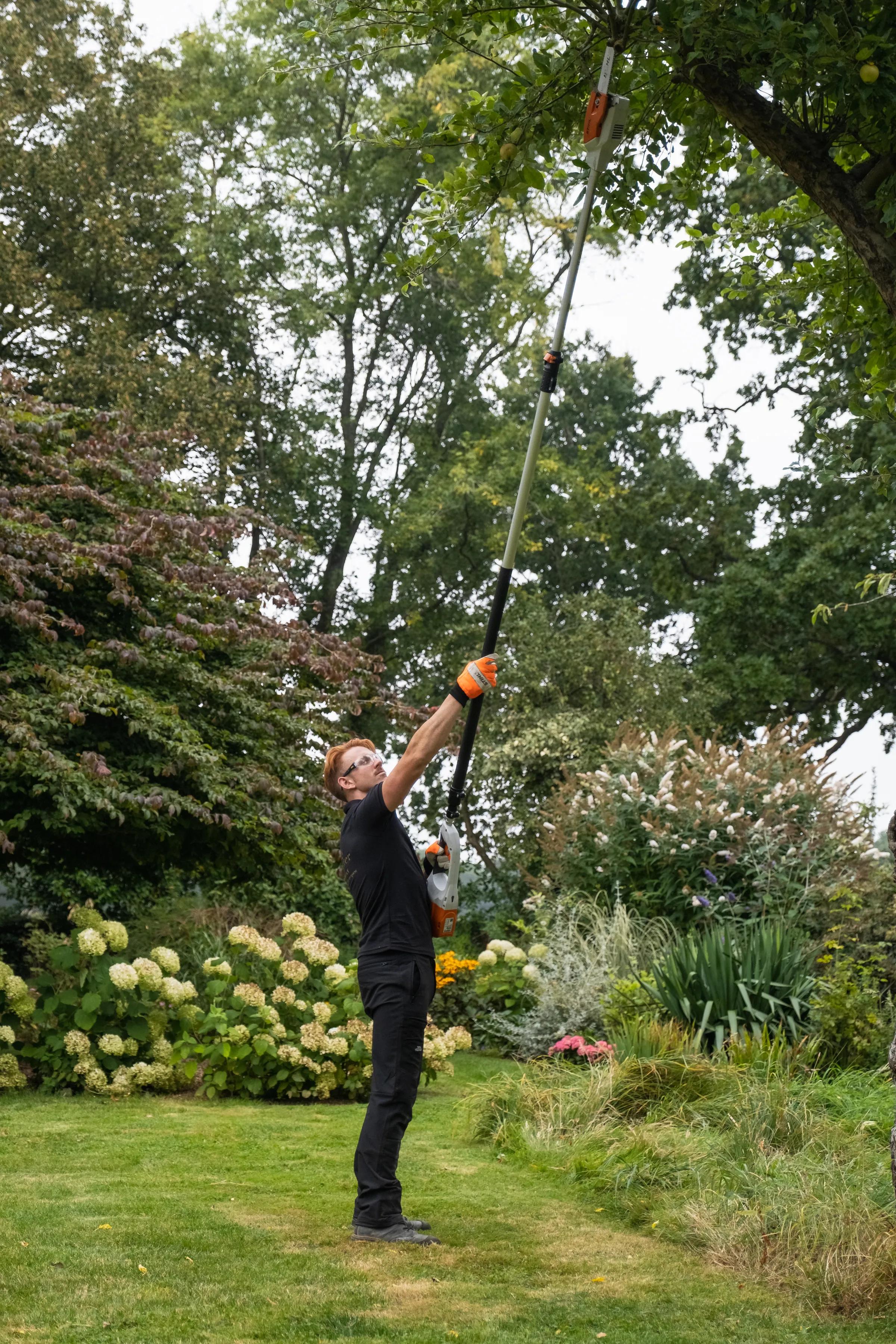 Tree Surgery gallery image 6