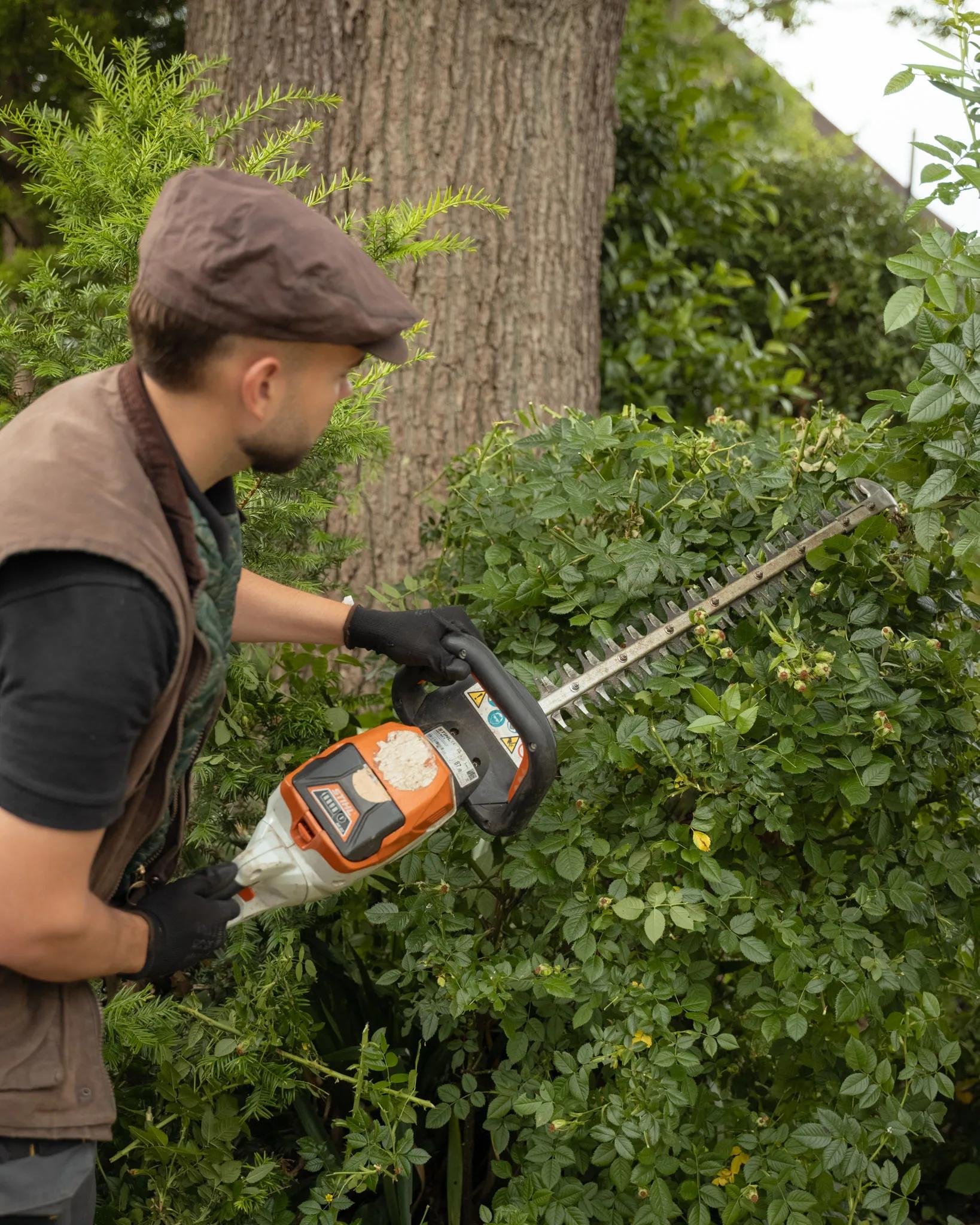 A Willow Alexander gardener cutting back an overgrown hedge with a powered trimmer during a garden clearance.