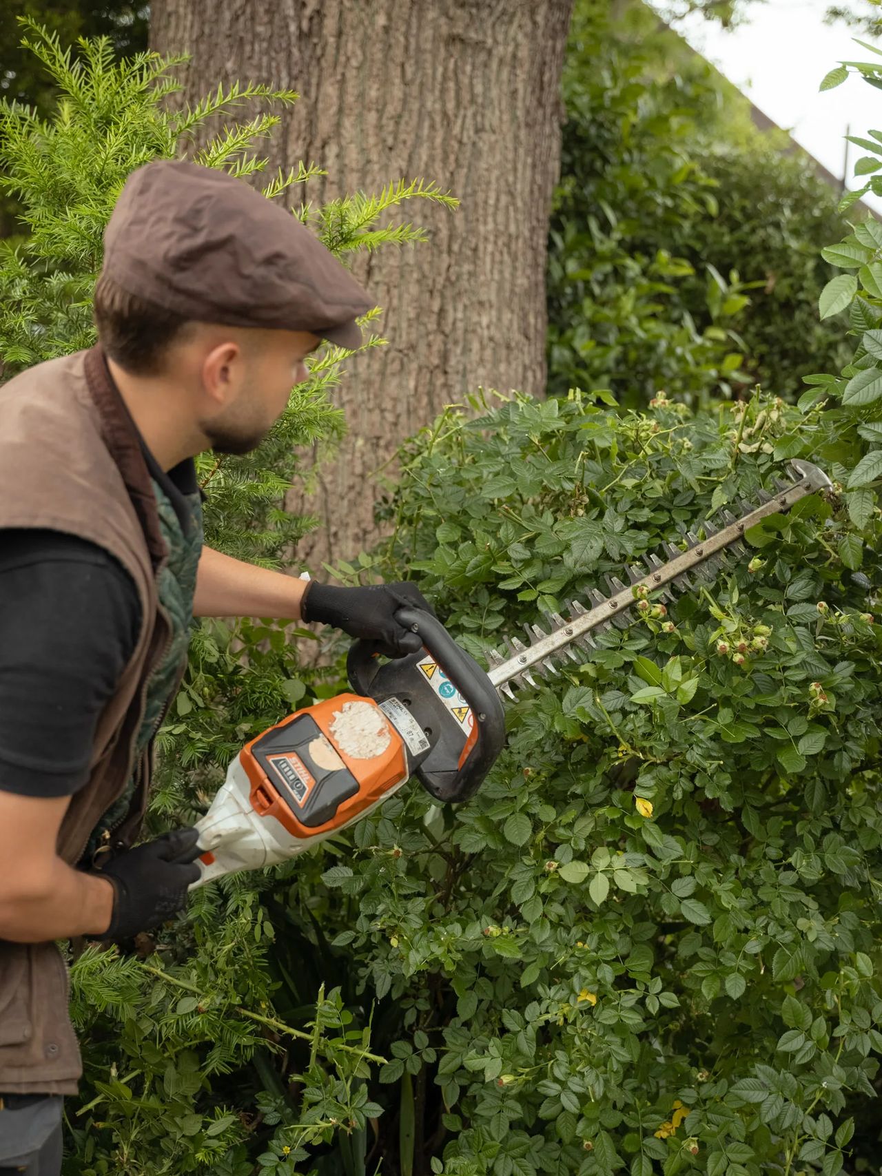 A Willow Alexander gardener cutting back an overgrown hedge with a powered trimmer during a garden clearance.