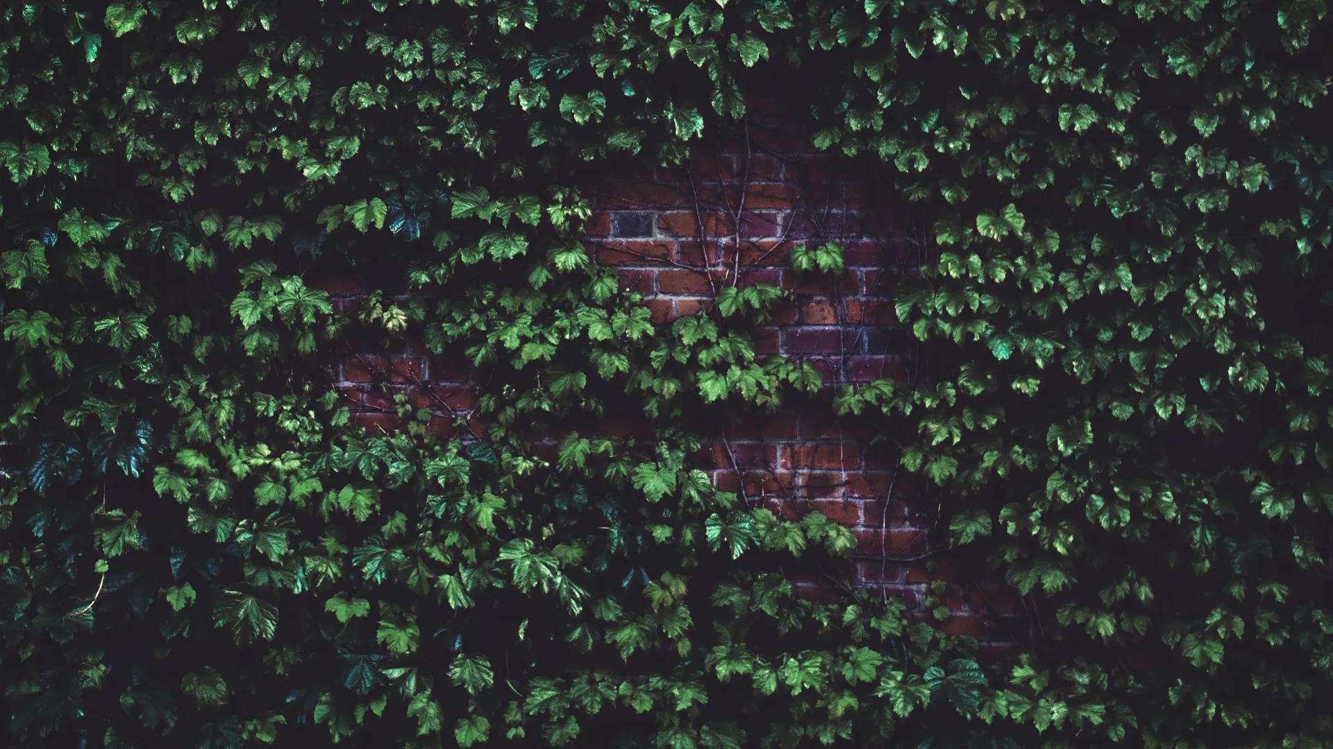 Ivy growing densely across an old brick wall, its evergreen leaves covering most of the brickwork