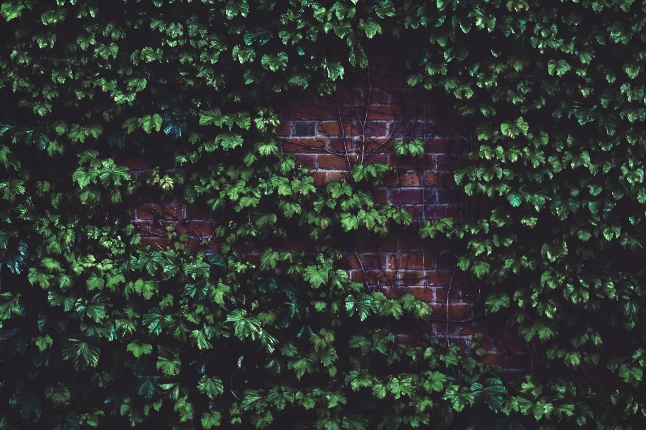 Ivy growing densely across an old brick wall, its evergreen leaves covering most of the brickwork