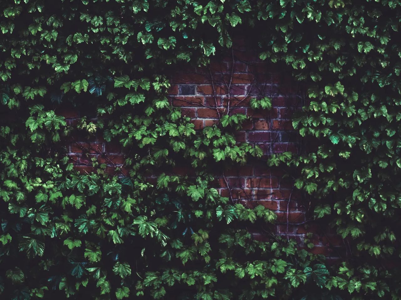 Ivy growing densely across an old brick wall, its evergreen leaves covering most of the brickwork
