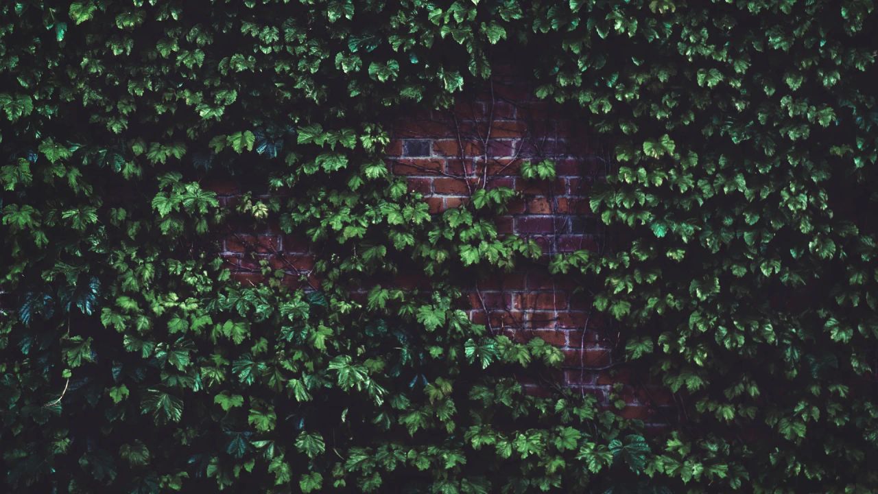 Ivy growing densely across an old brick wall, its evergreen leaves covering most of the brickwork
