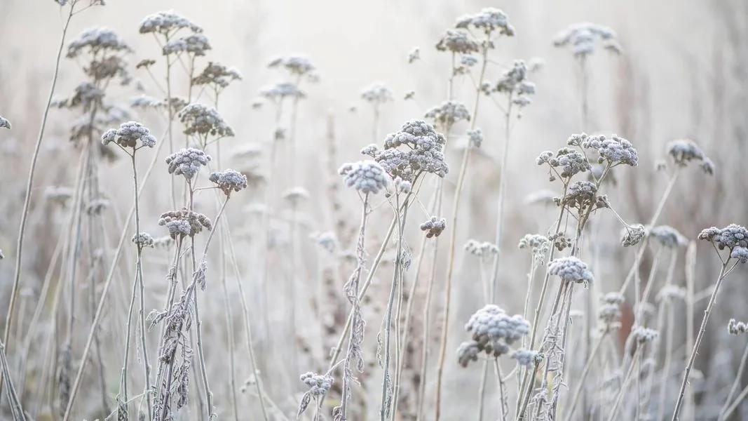 Frosty grasses in a winter garden