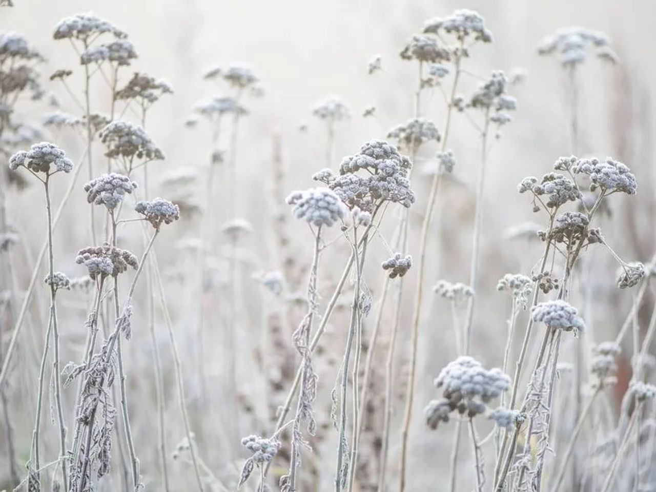 Frosty grasses in a winter garden