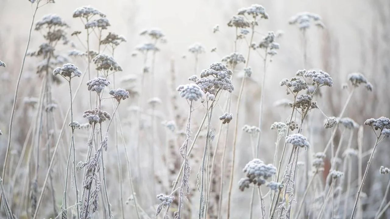 Frosty grasses in a winter garden