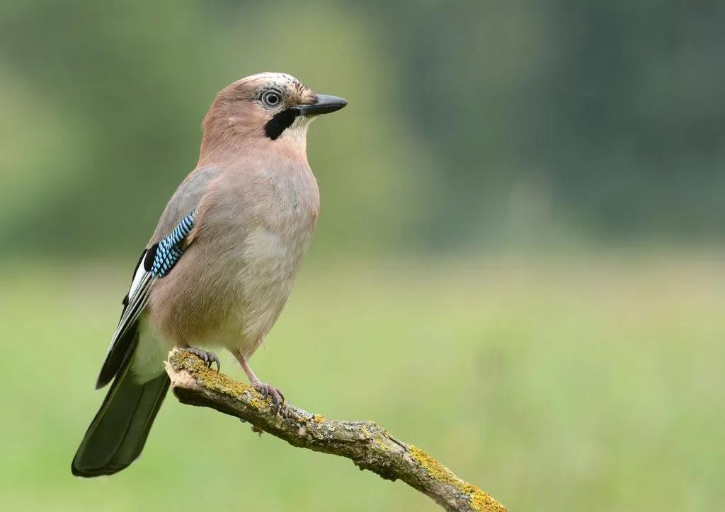 How to Attract Wildlife to your Garden