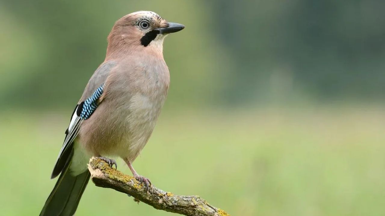 How to Attract Wildlife to your Garden