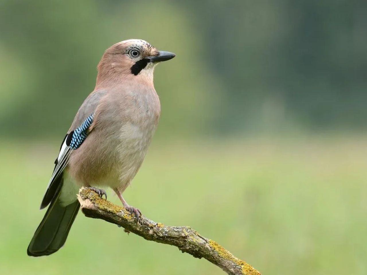 How to Attract Wildlife to your Garden