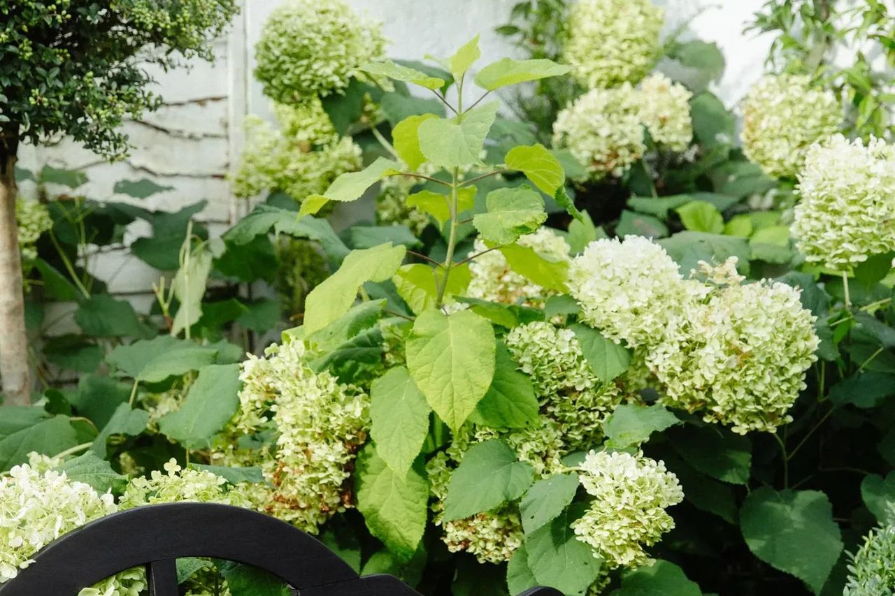 White Garden