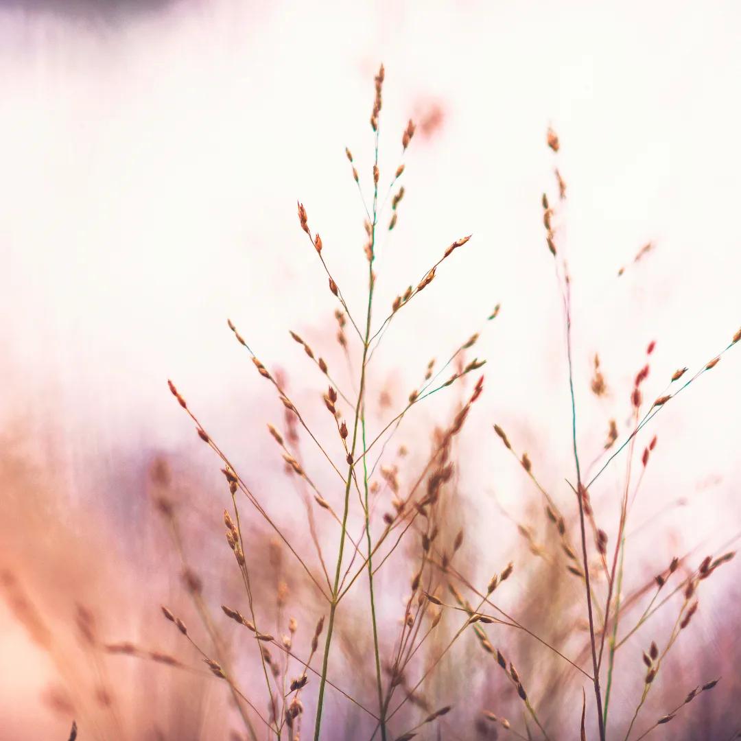 Ornamental Grasses: Adding Texture and Movement to Your Garden