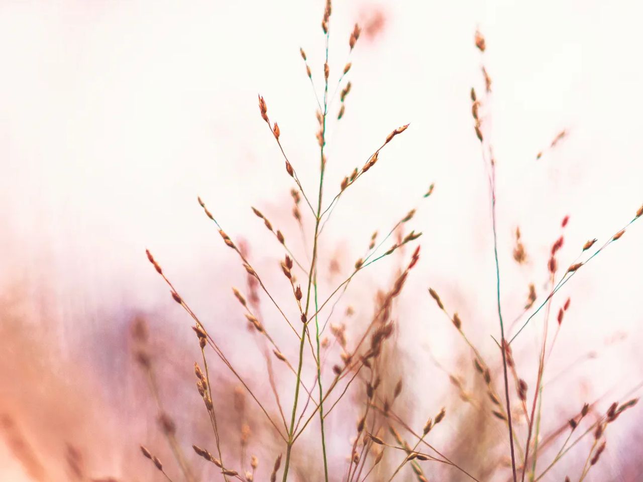 Ornamental Grasses: Adding Texture and Movement to Your Garden