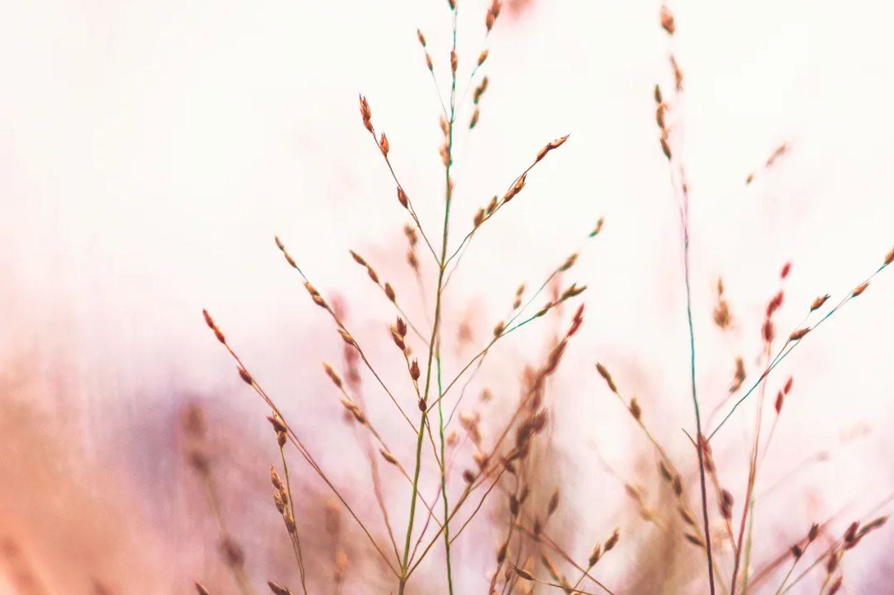 Ornamental Grasses: Adding Texture and Movement to Your Garden