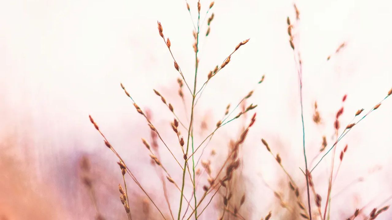 Ornamental Grasses: Adding Texture and Movement to Your Garden