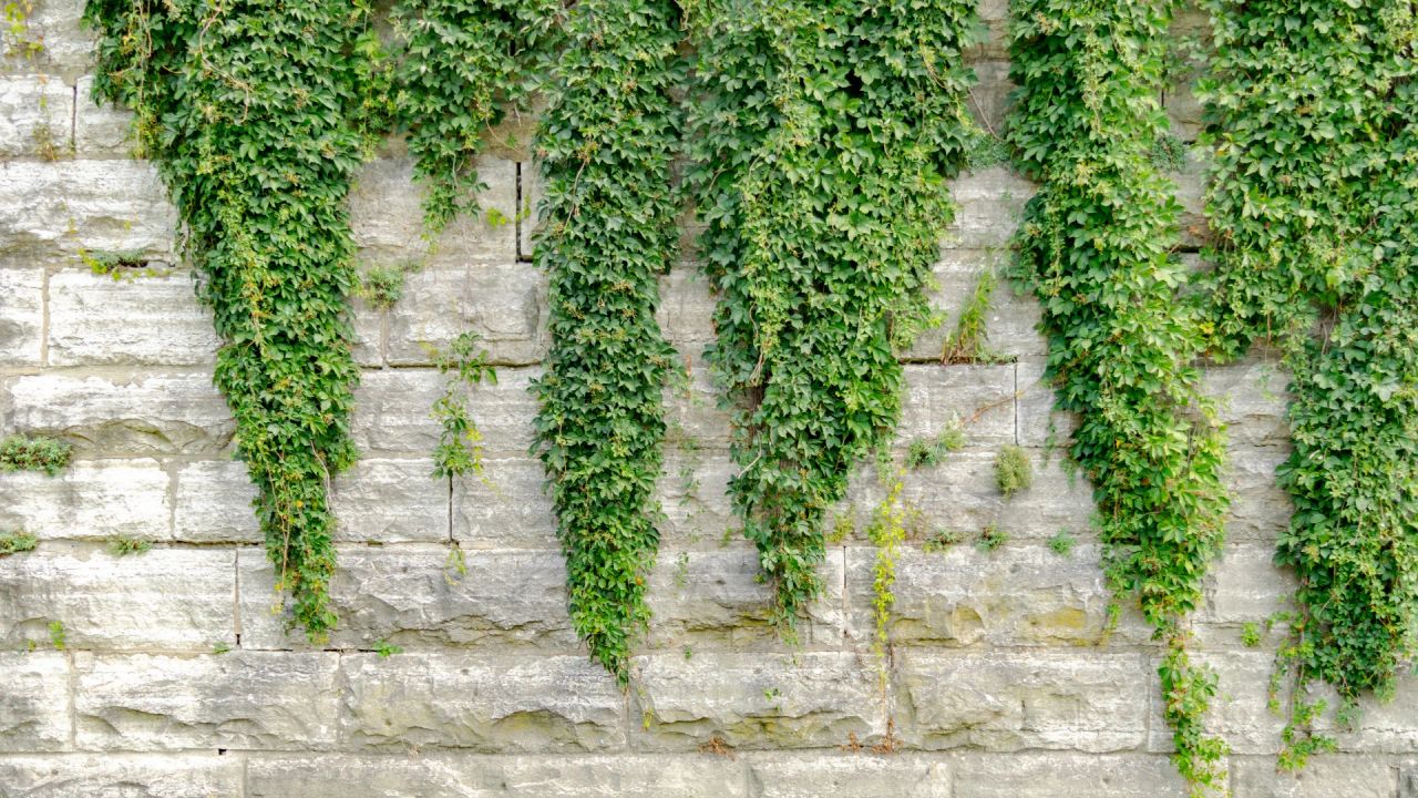 Ivy trailing down a dry stone wall in long green curtains