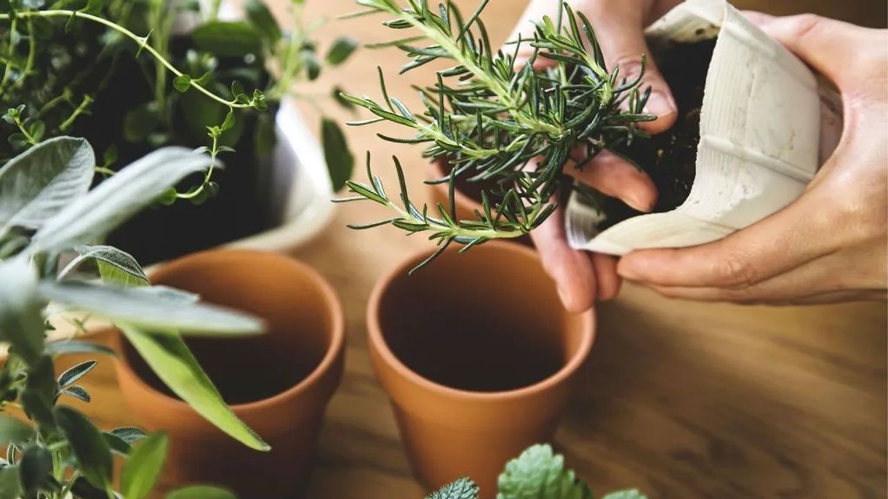 Secrets to Growing Healthy Herbs