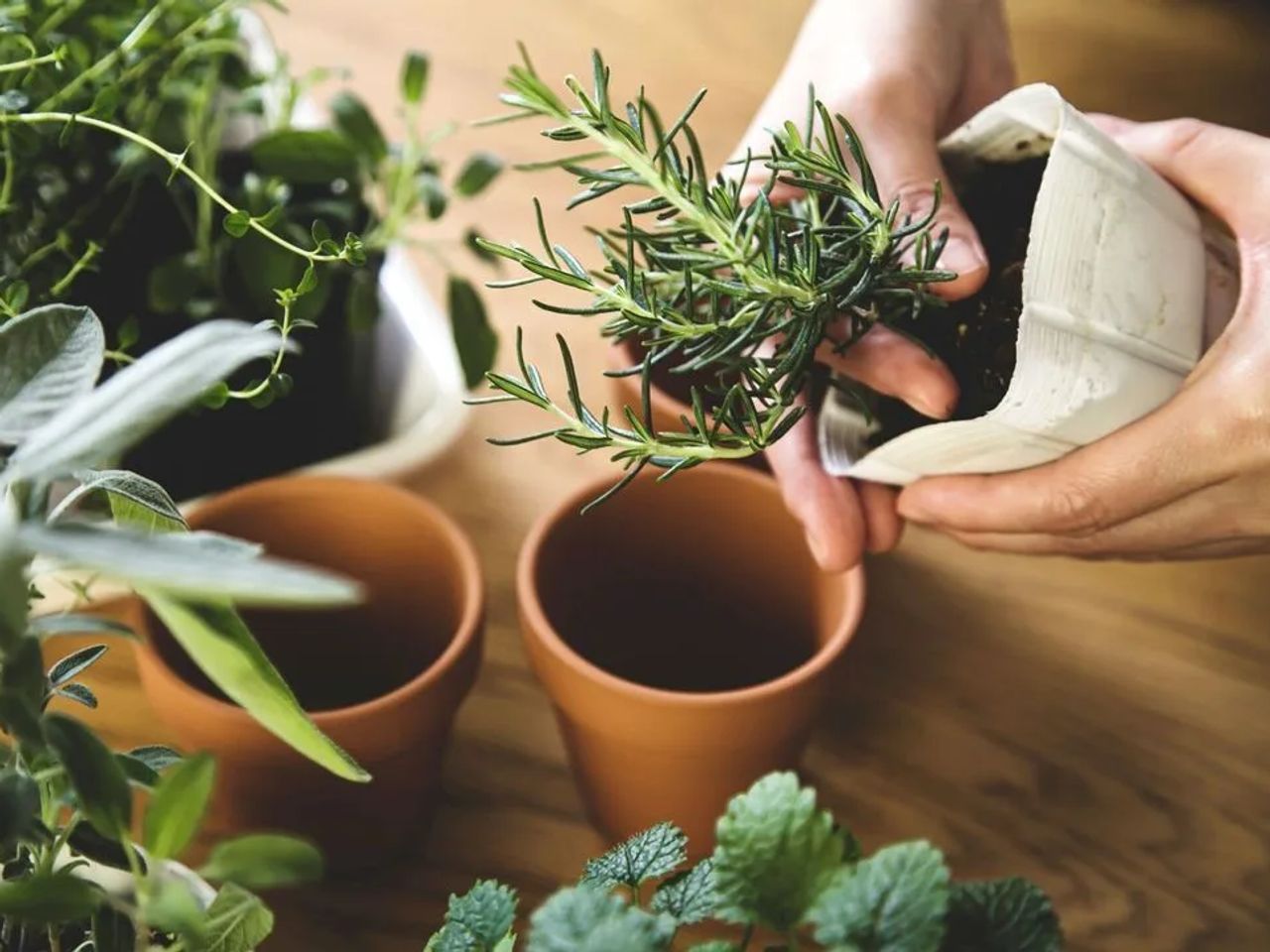 Secrets to Growing Healthy Herbs