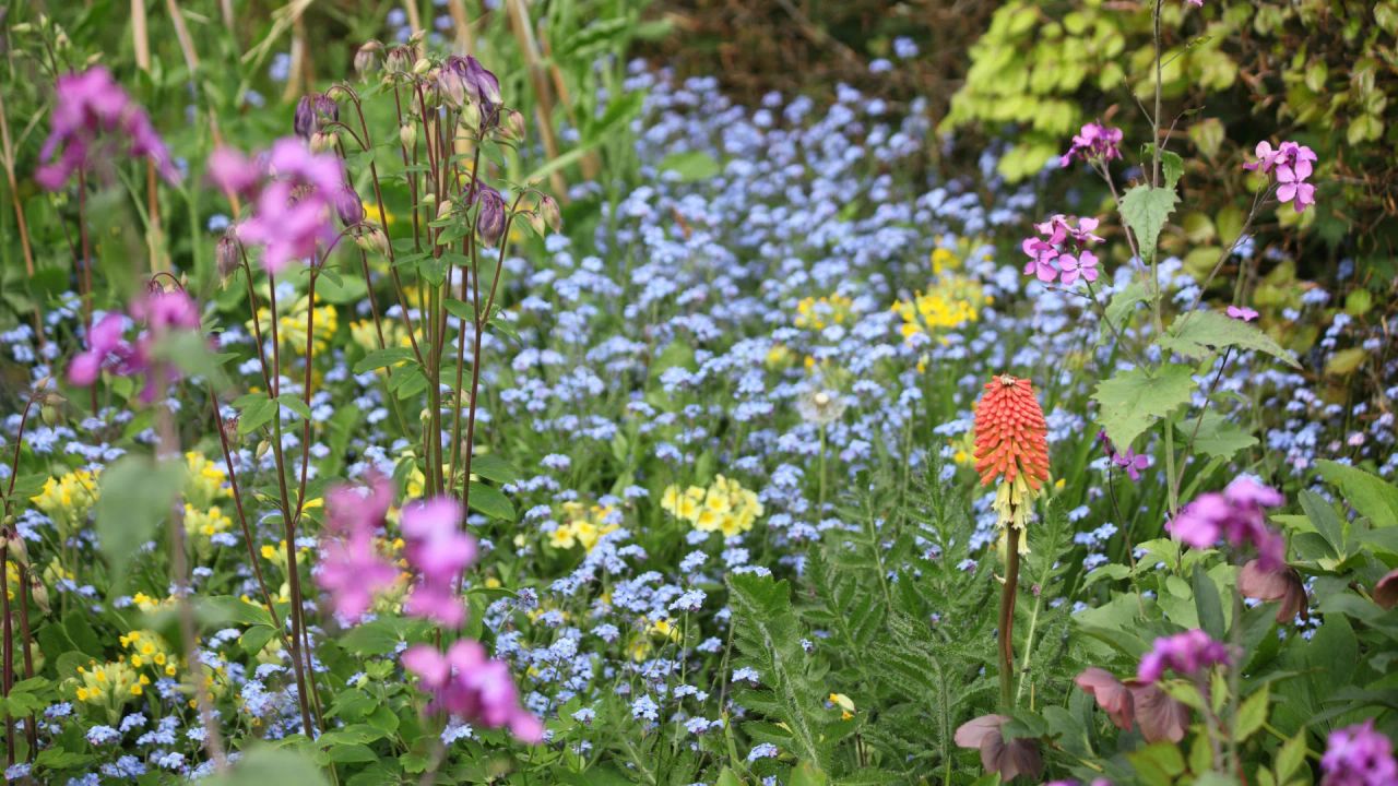 A matrix of blue forget-me-nots threaded with red-hot-poker and pink campion rising through it