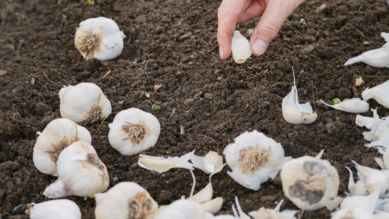 A gardener pressing a single garlic clove pointed-end up into dark, prepared soil