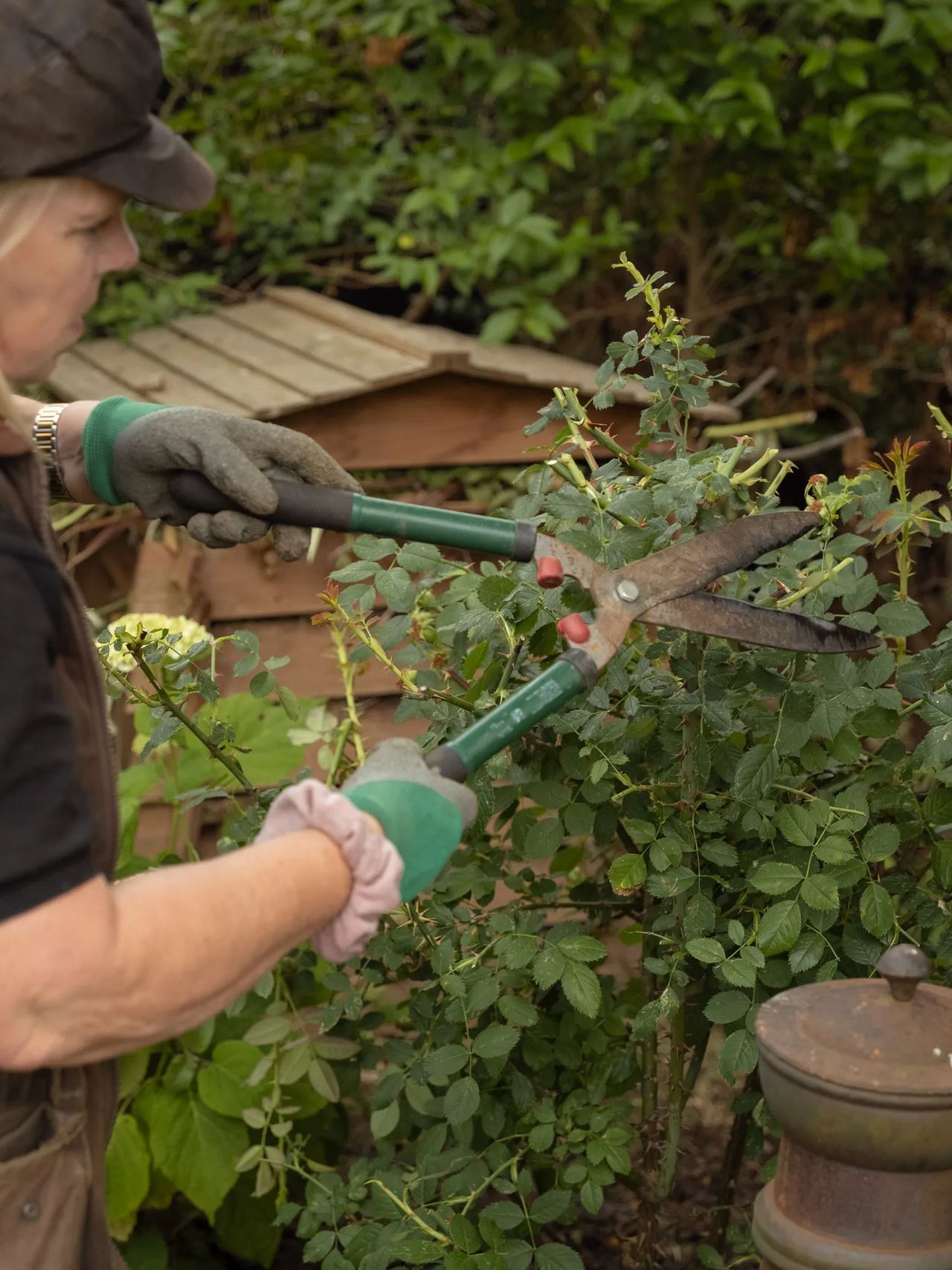 A Willow Alexander gardener cutting back an overgrown rose bush with shears during a garden clearance.