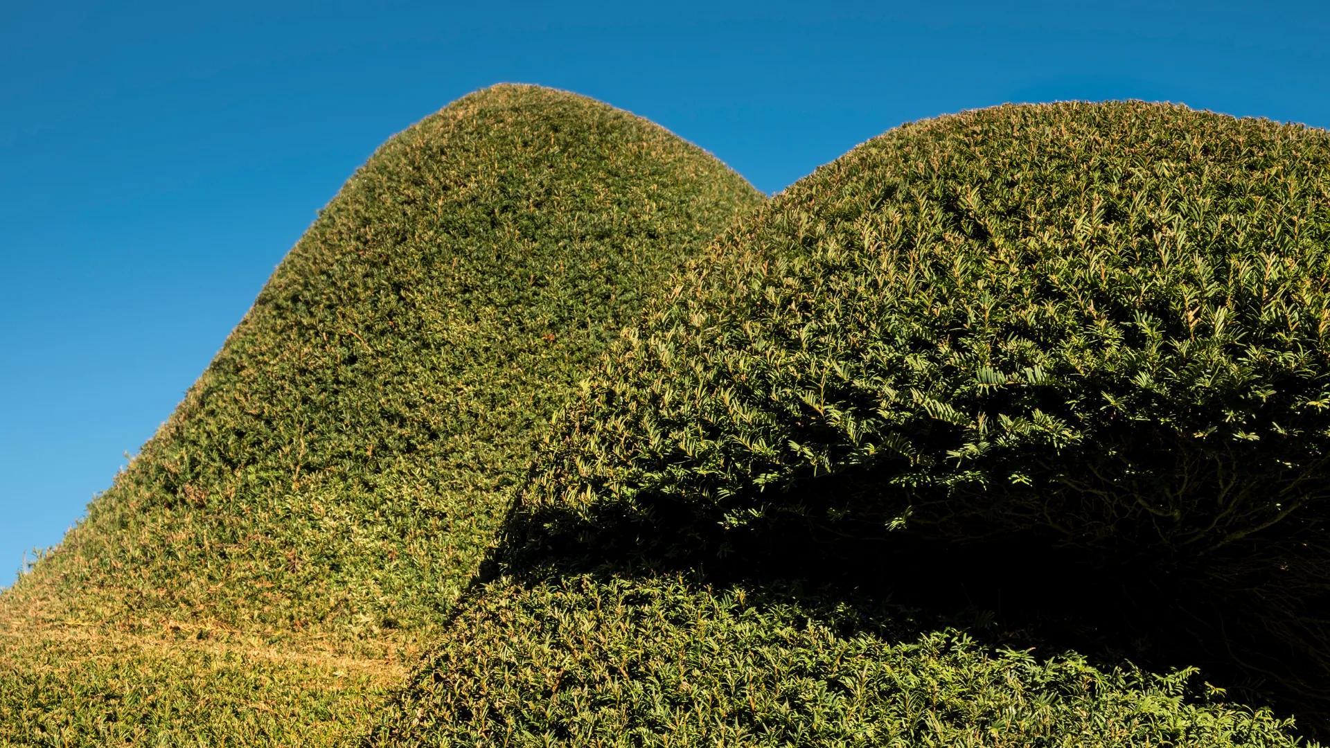 Mature yew hedges clipped into soft, undulating cloud shapes against a clear blue sky