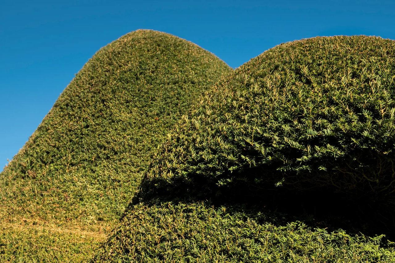 Mature yew hedges clipped into soft, undulating cloud shapes against a clear blue sky