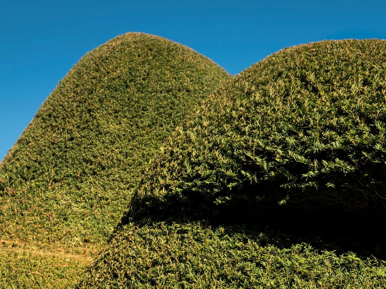 Mature yew hedges clipped into soft, undulating cloud shapes against a clear blue sky