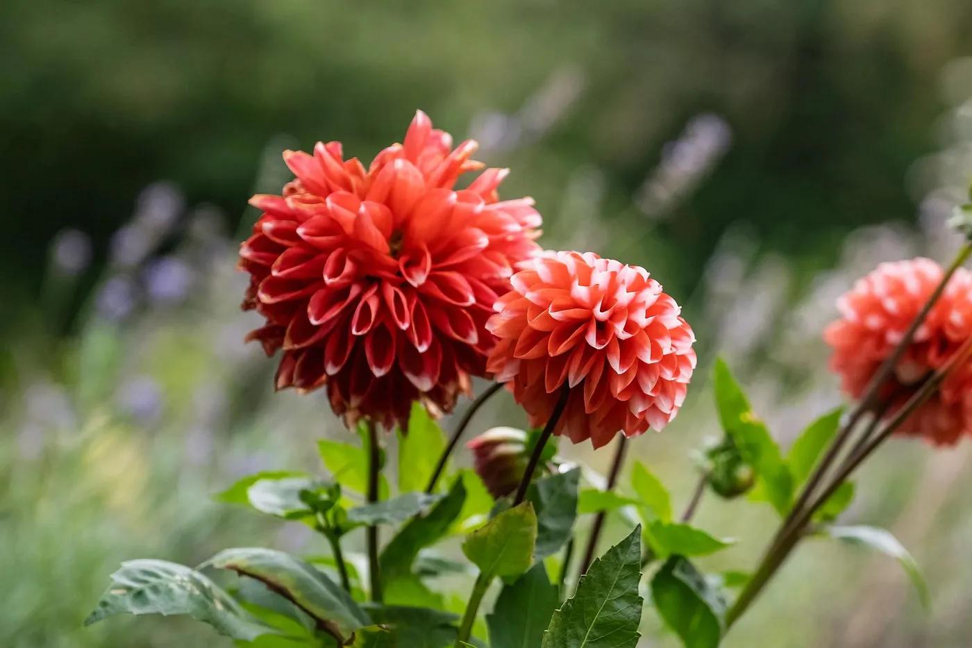 English Cottage Garden