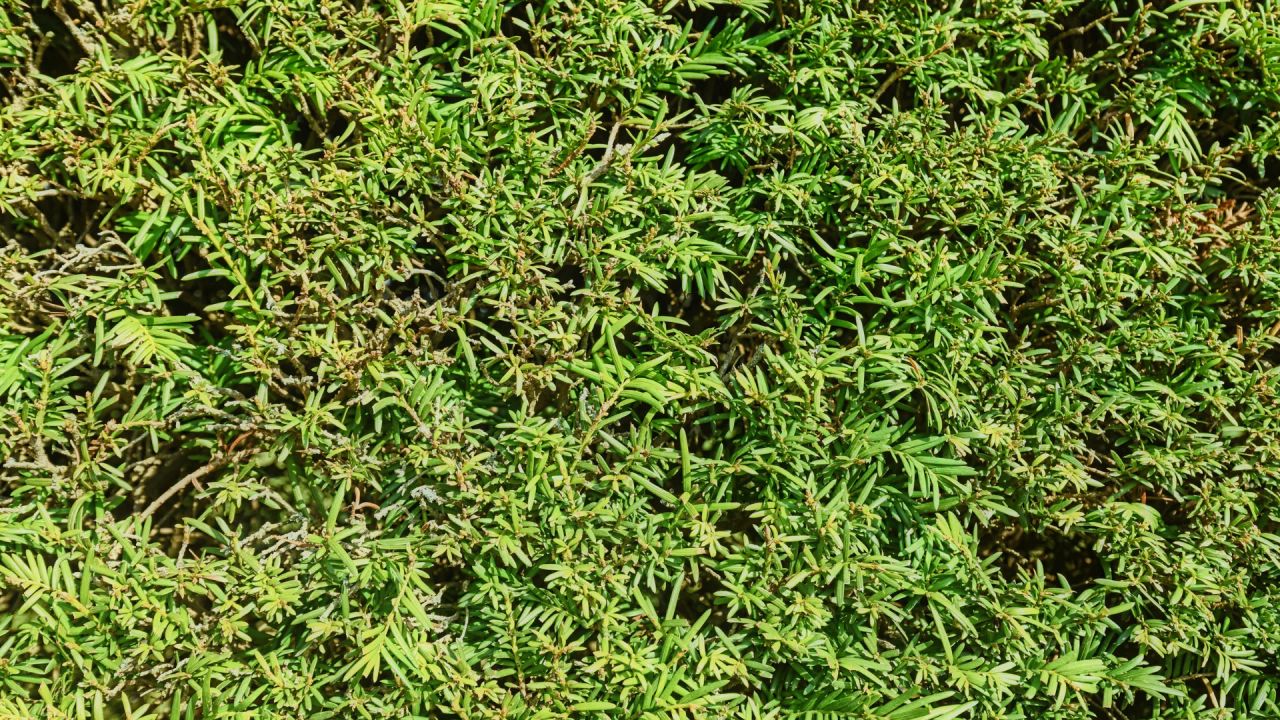 Close-up of dark green yew foliage showing the flat, needle-like leaves of Taxus baccata