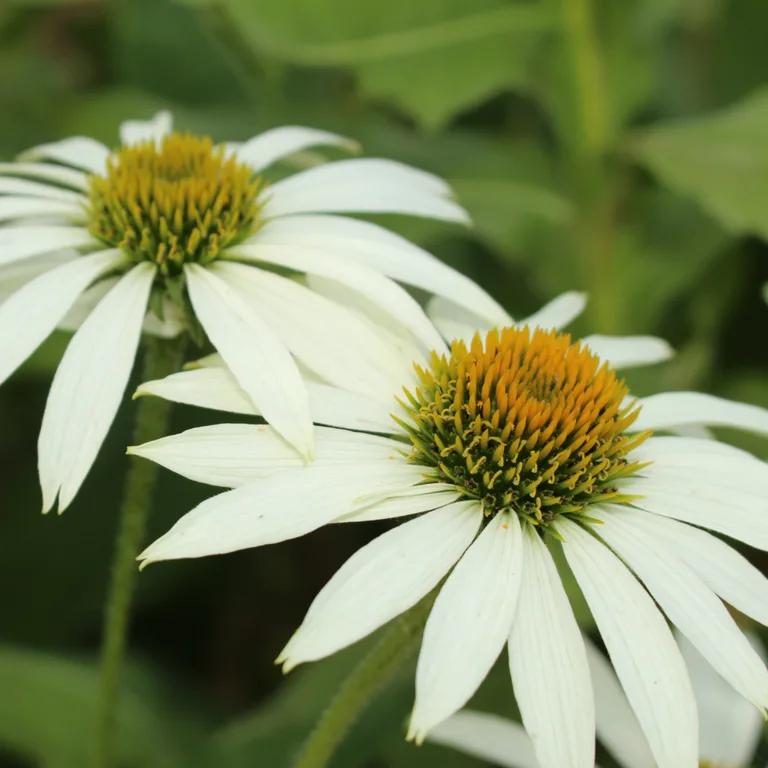 Plants to Add to Your Garden to Attract Wildlife Throughout the Year