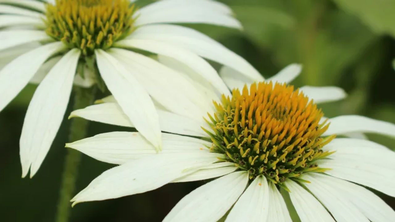 Plants to Add to Your Garden to Attract Wildlife Throughout the Year