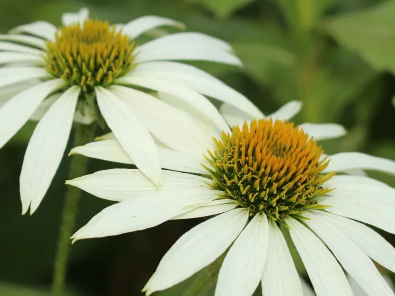 Plants to Add to Your Garden to Attract Wildlife Throughout the Year