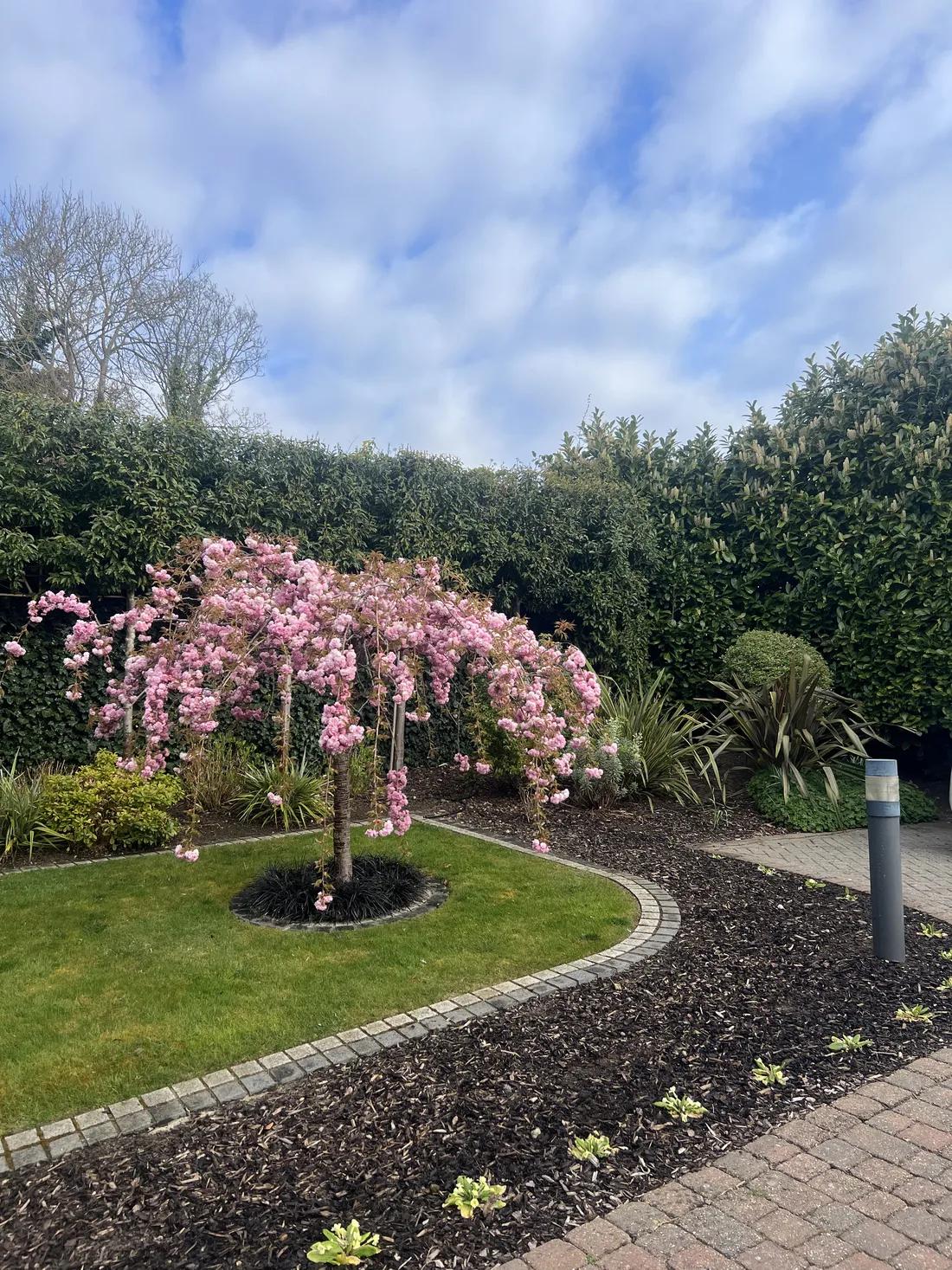 A garden we've restored