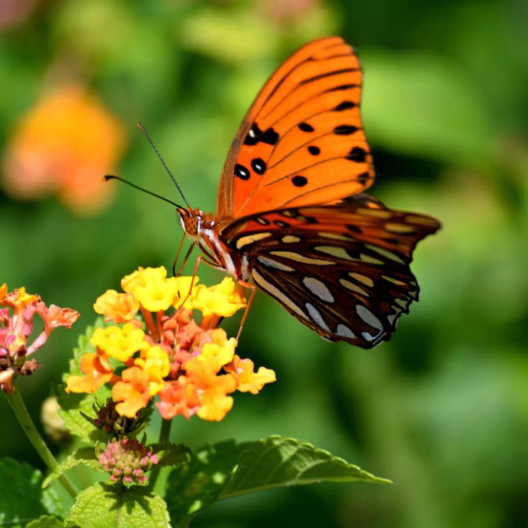 Creating a Wildlife-Friendly Garden: A Haven for Nature