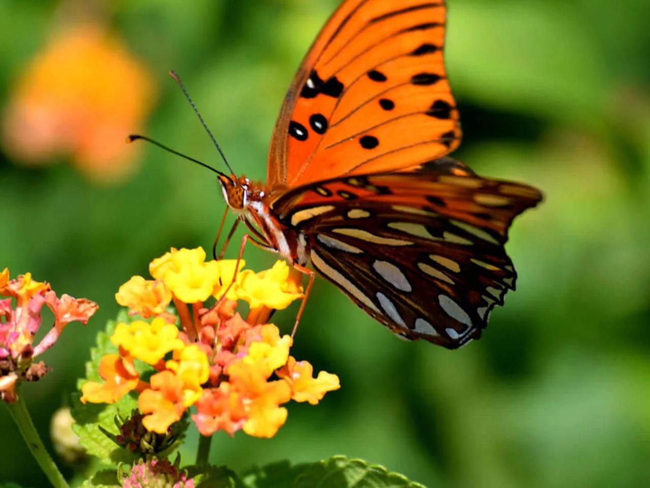 Creating a Wildlife-Friendly Garden: A Haven for Nature