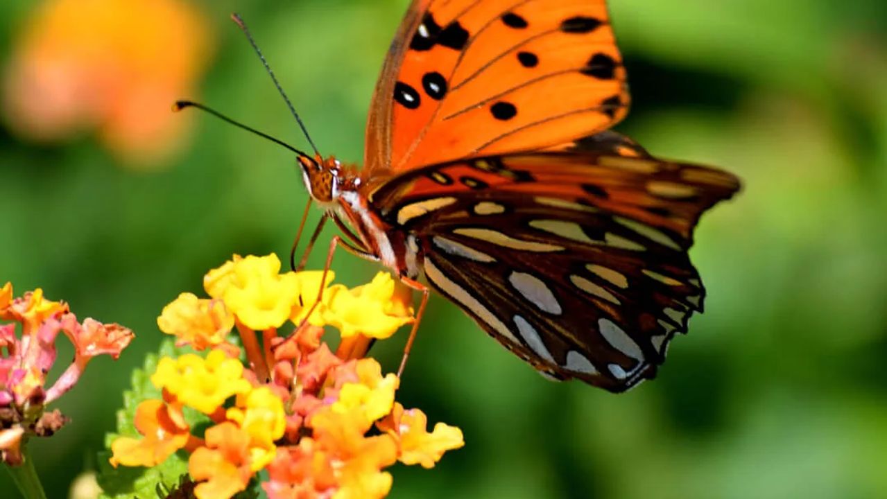 Creating a Wildlife-Friendly Garden: A Haven for Nature