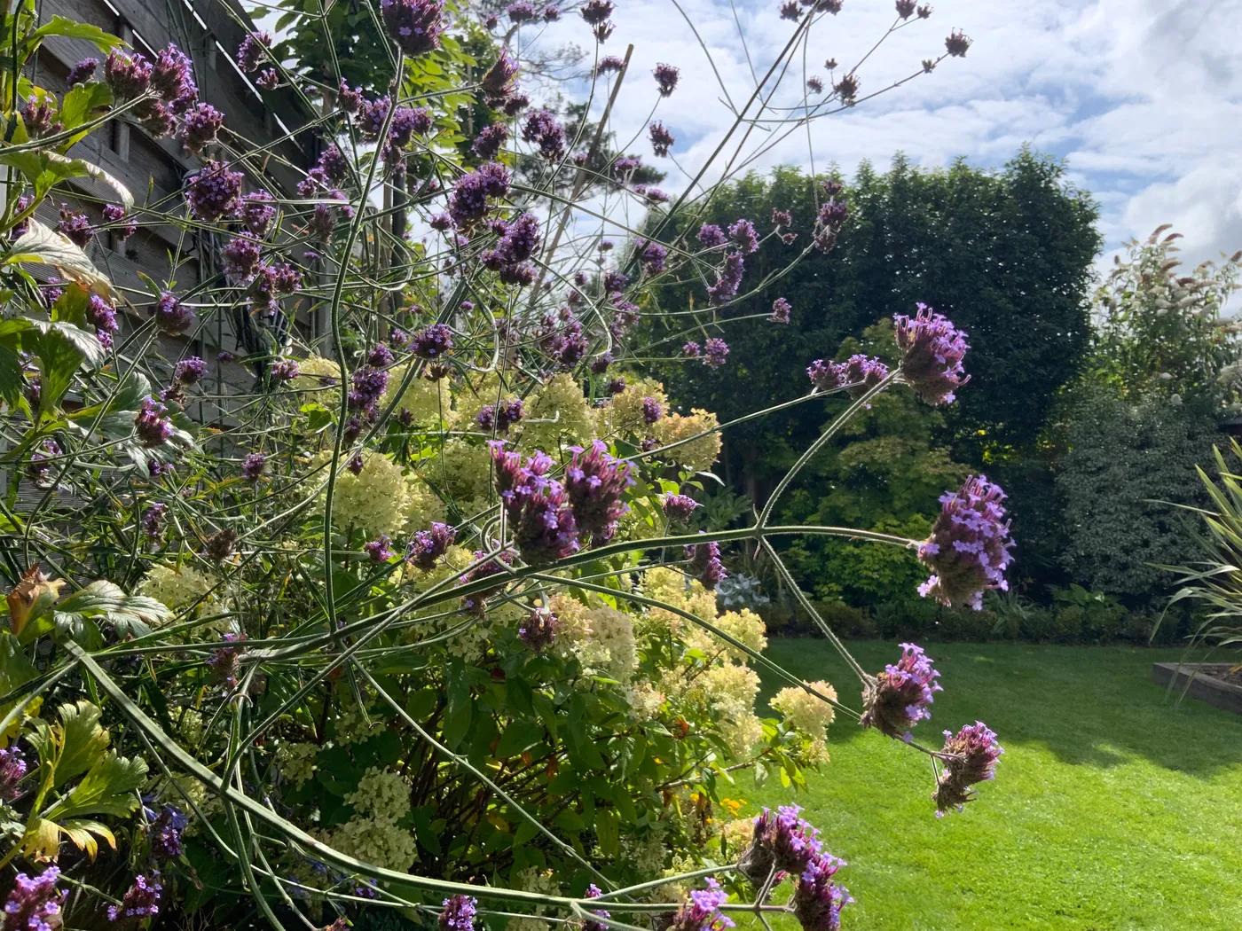 Family Garden