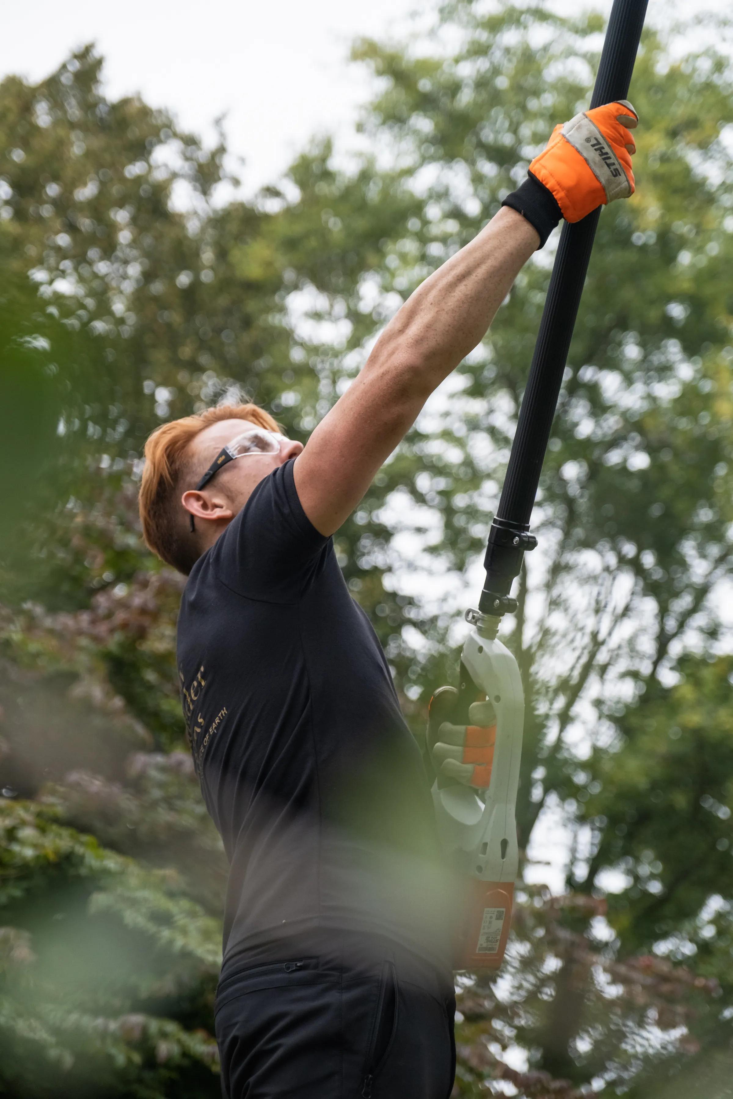 Tree Surgery gallery image 2