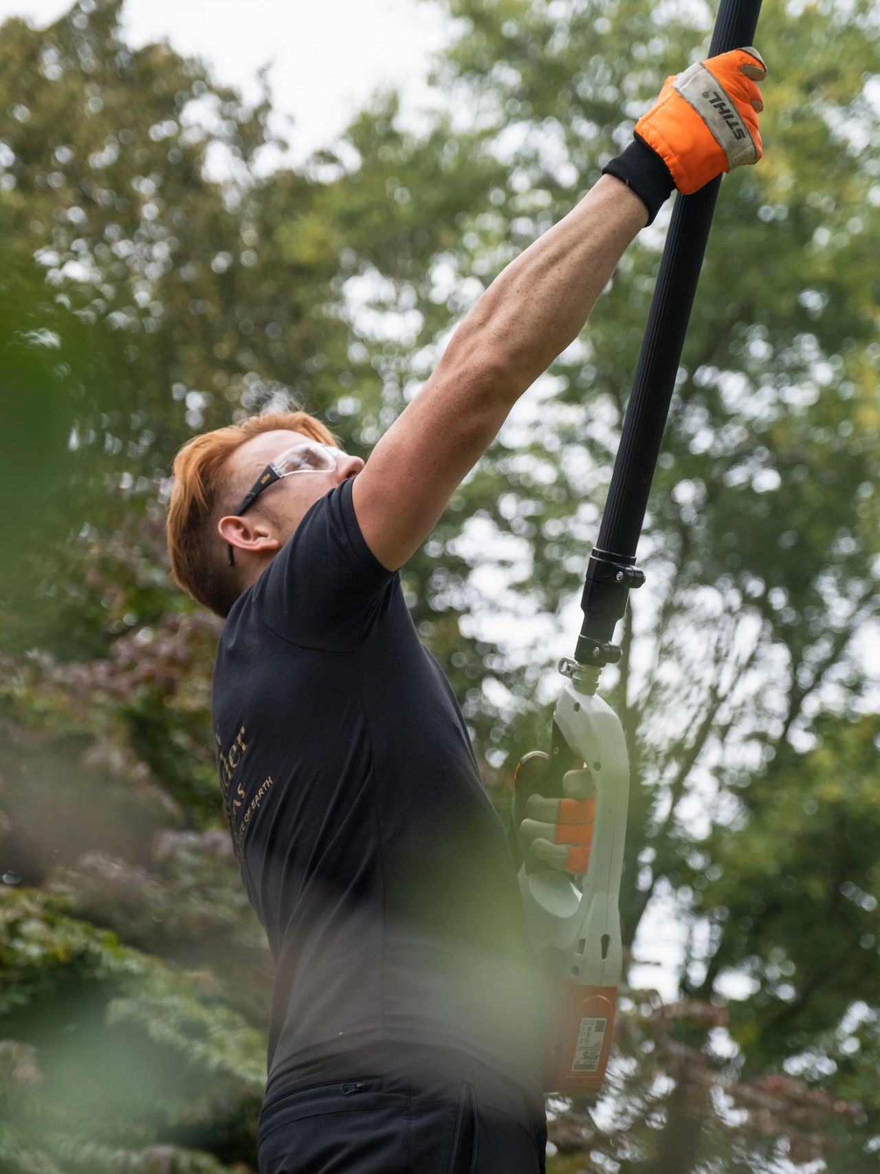 Tree Surgery gallery image 2