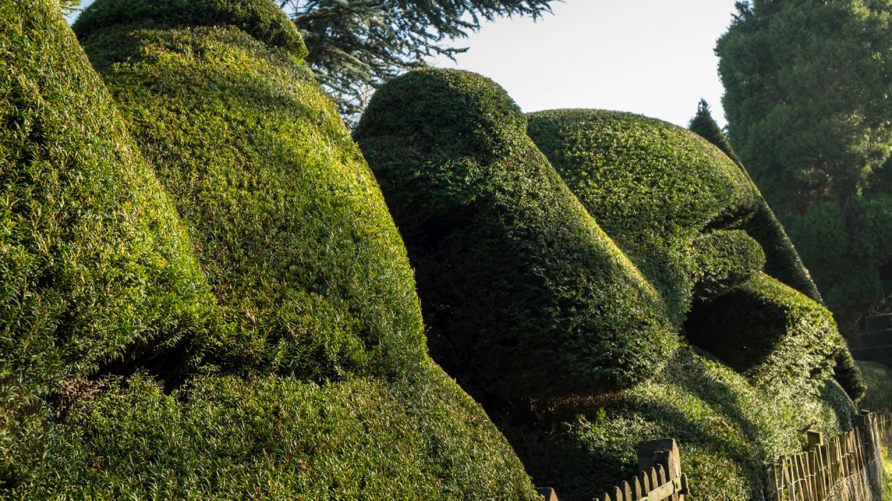 Established yew hedges clipped into rolling, sculptural forms in a mature garden