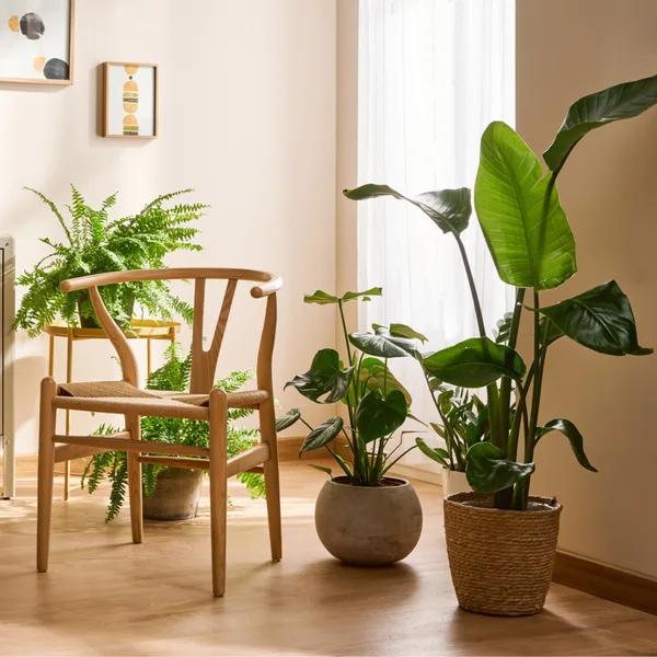 Are your houseplants looking a little worse for wear since the summer has retired?