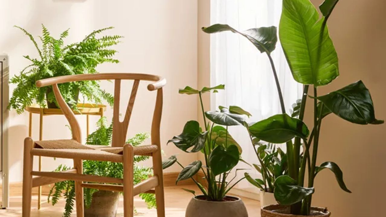 Are your houseplants looking a little worse for wear since the summer has retired?