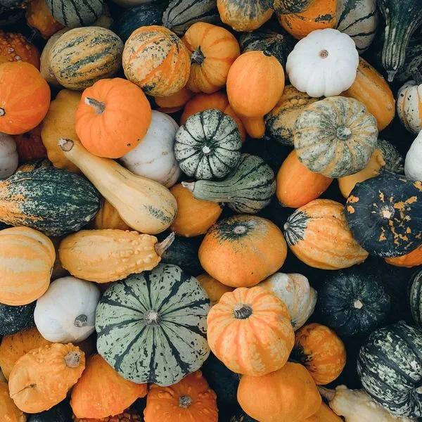 A how to guide: How to reuse your Halloween pumpkins