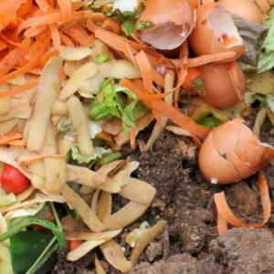 From Composting to Rainwater Harvesting: Easy Ways to Create a Healthier Garden and Reduce Your Carbon Footprint