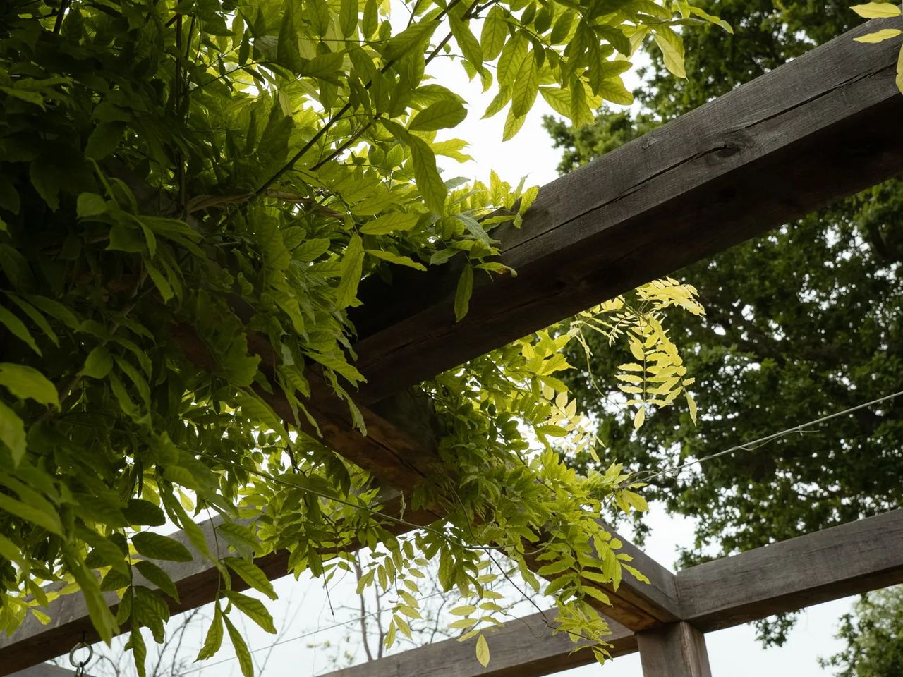 Contemporary English Garden