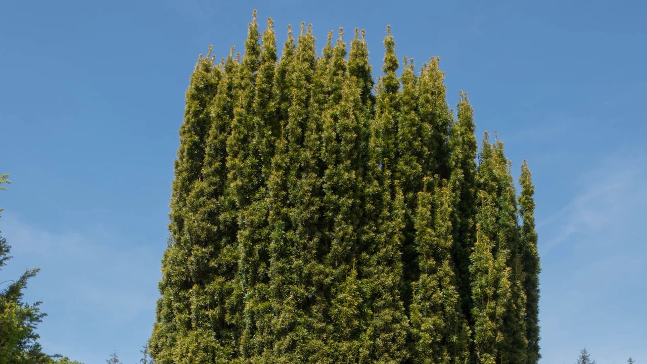 A tall, densely clipped columnar yew against a clear blue sky, showing solid evergreen structure